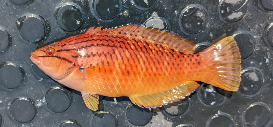 アカササノハベラ