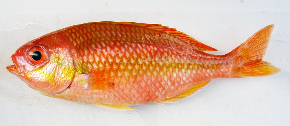 アカタマガシラ