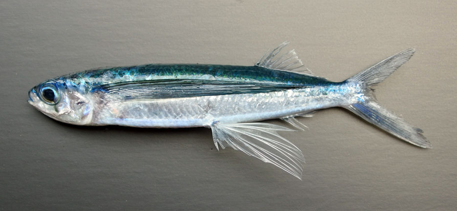 アリアケトビウオ