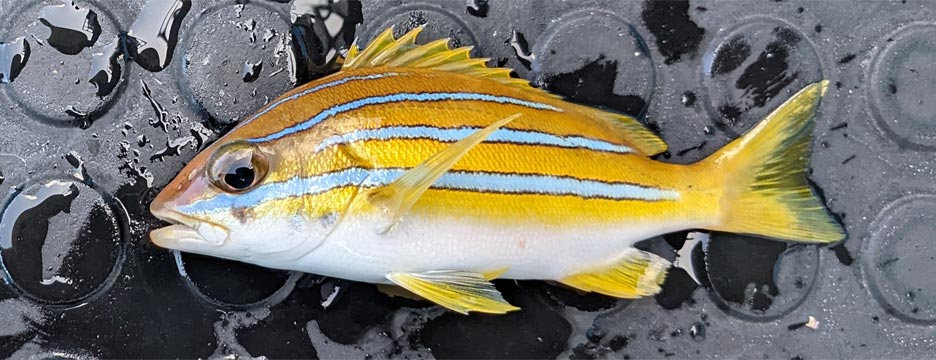 ベンガルフエダイ