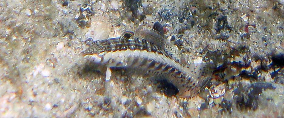 ダンダラトラギス