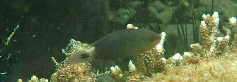 ハゲブダイ幼魚