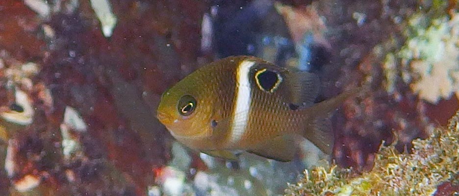 ハクセンスズメダイ