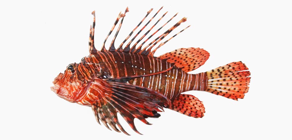 ハナミノカサゴ