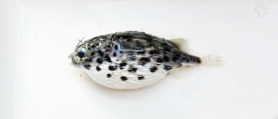 ハリセンボン幼魚