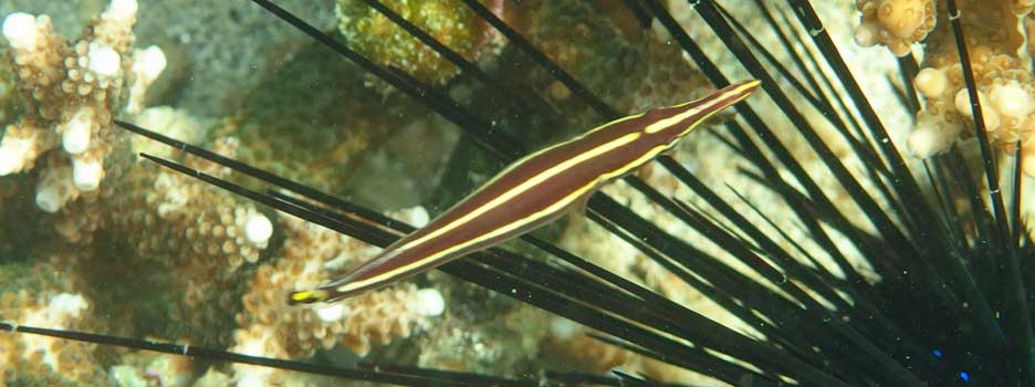 ハシナガウバウオ