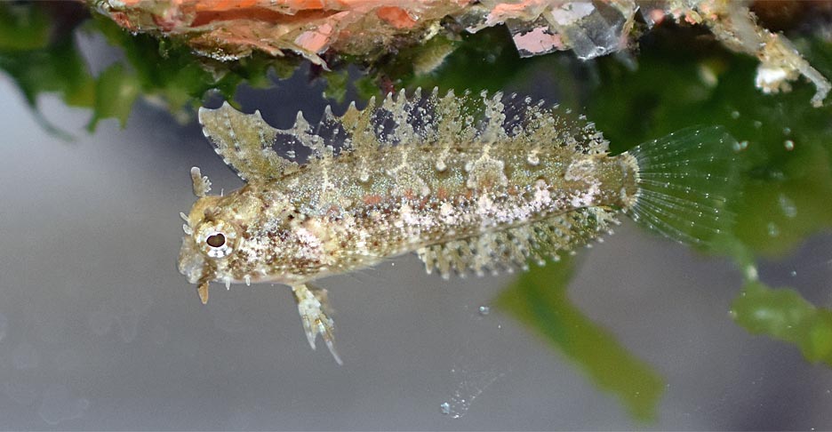 ハタタテギンポ