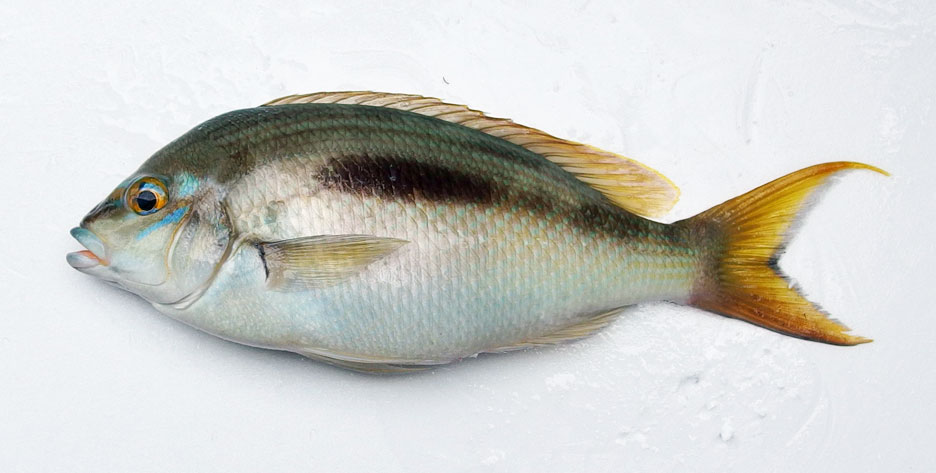 ヒトスジタマガシラ