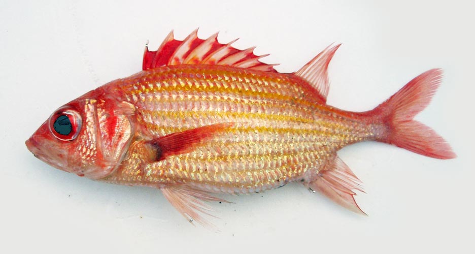 ホホベニイットウダイ