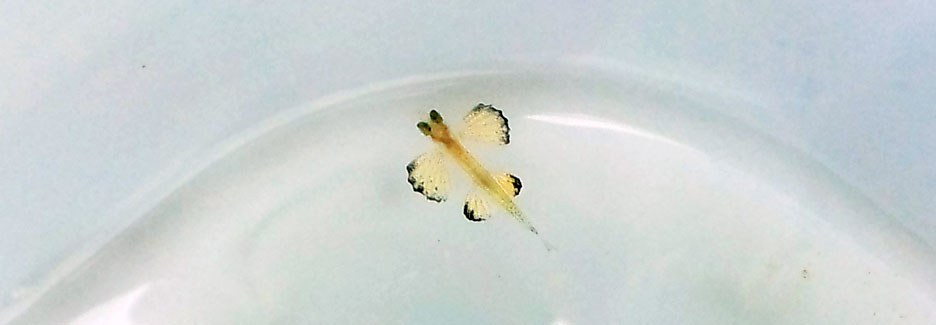 ホソアオトビ 稚魚