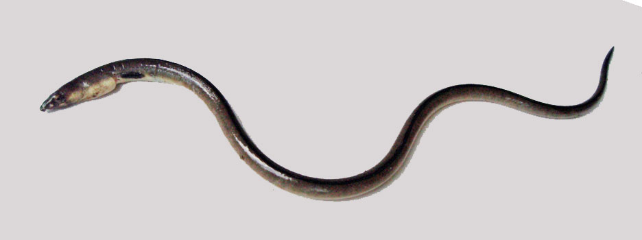 ホタテウミヘビ