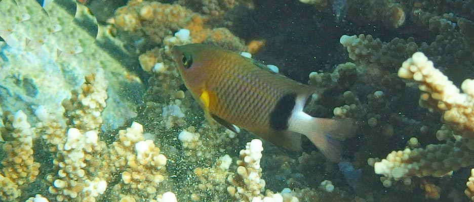 イシガキスズメダイ