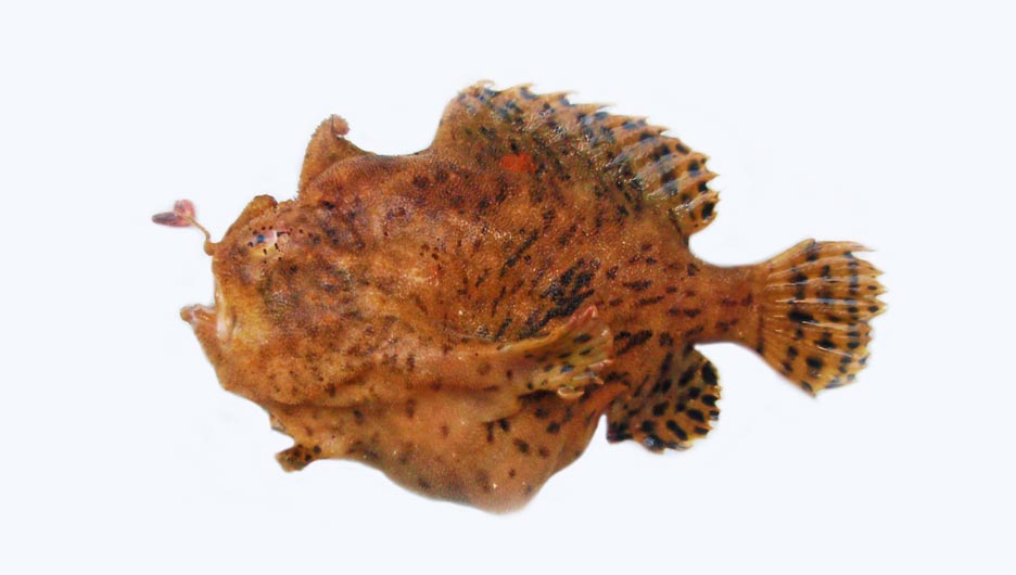 カエルアンコウ