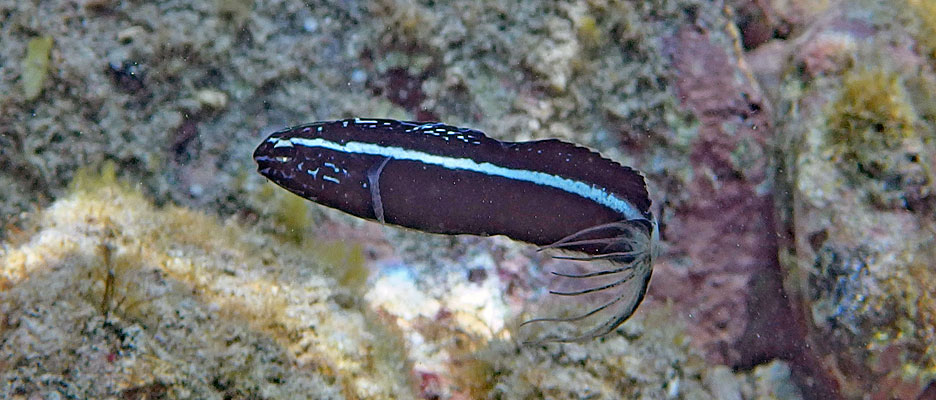 カモハラギンポ