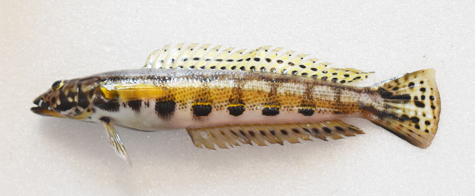 カモハラトラギス