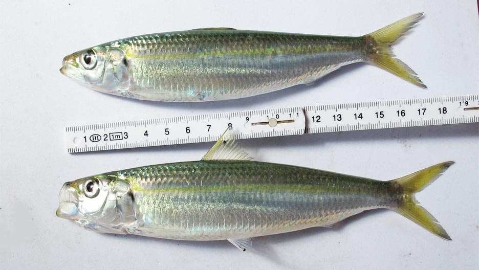 カタボシイワシ