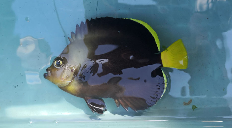 キヘリキンチャクダイ