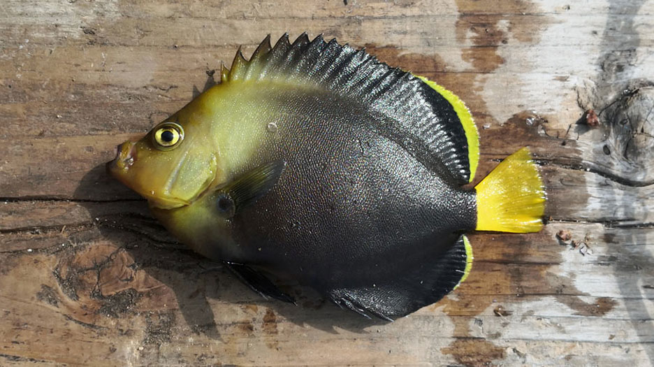 キヘリキンチャクダイ