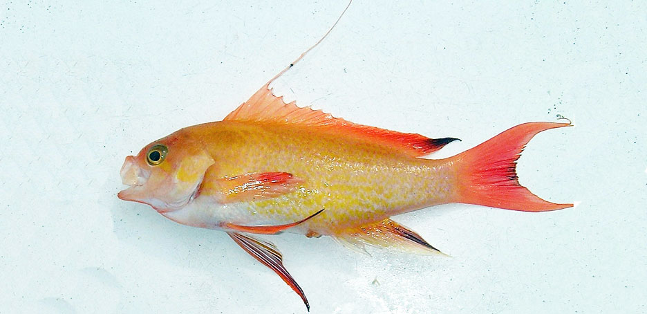 キンギョハナダイ