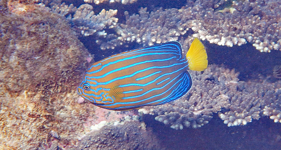 キンチャクダイ