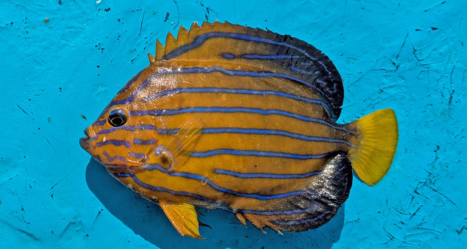 キンチャクダイ