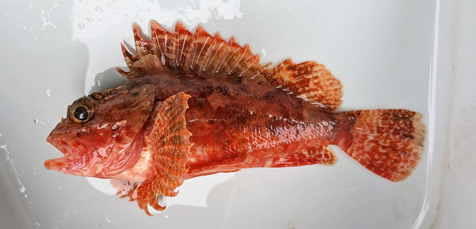 コクチフサカサゴ