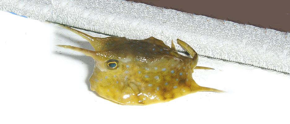 コンゴウフグ 未成魚