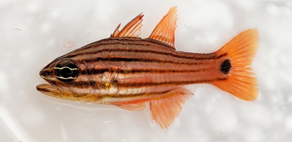 コスジイシモチ