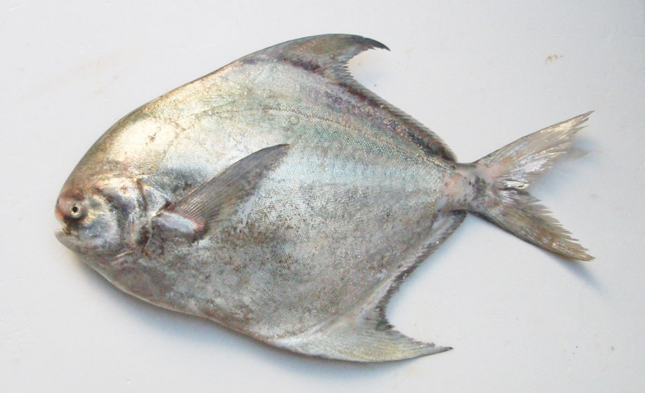 コウライマナガツオ