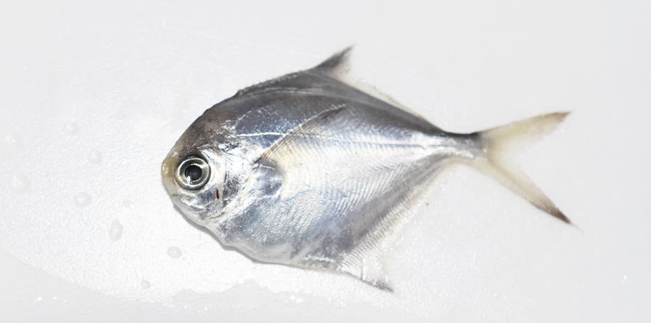 コウライマナガツオ