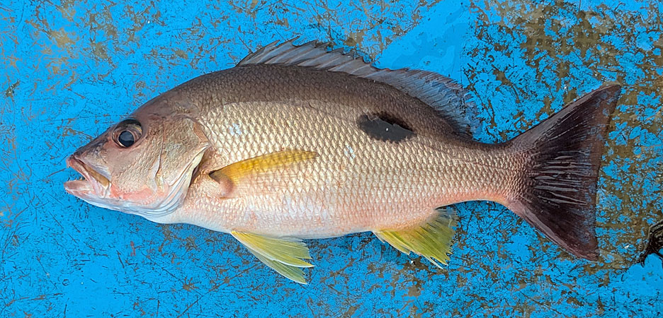 クロホシフエダイ