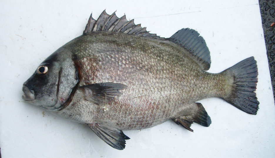 クロコショウダイ