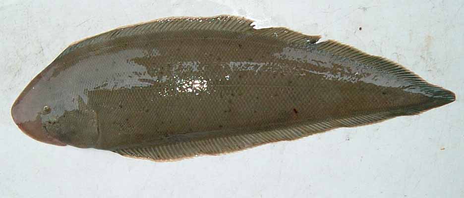 クロウシノシタ