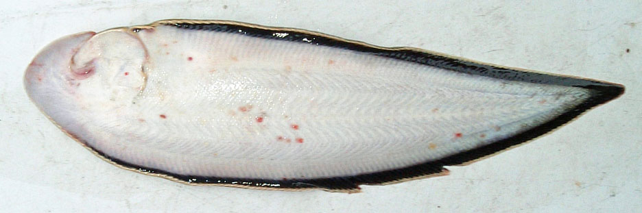 クロウシノシタ 無眼側