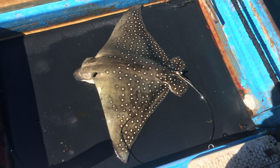 マダラトビエイ