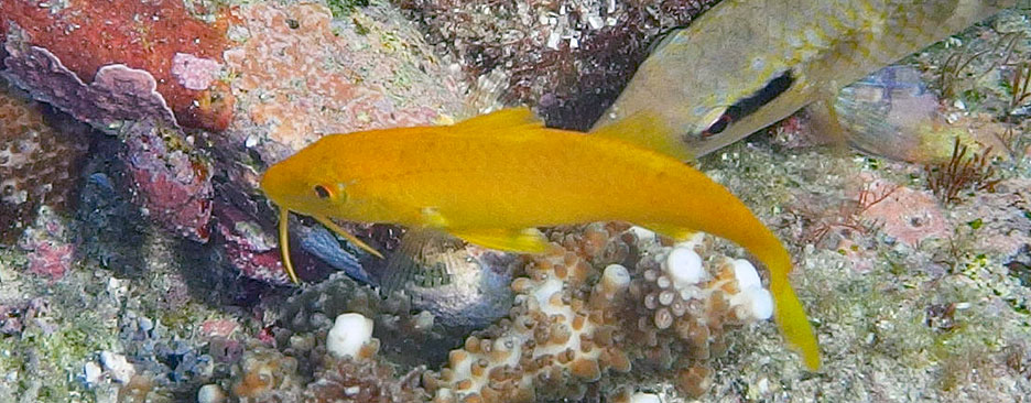 マルクチヒメジ