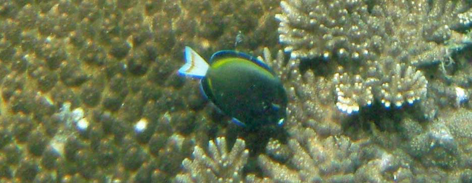 メガネクロハギ