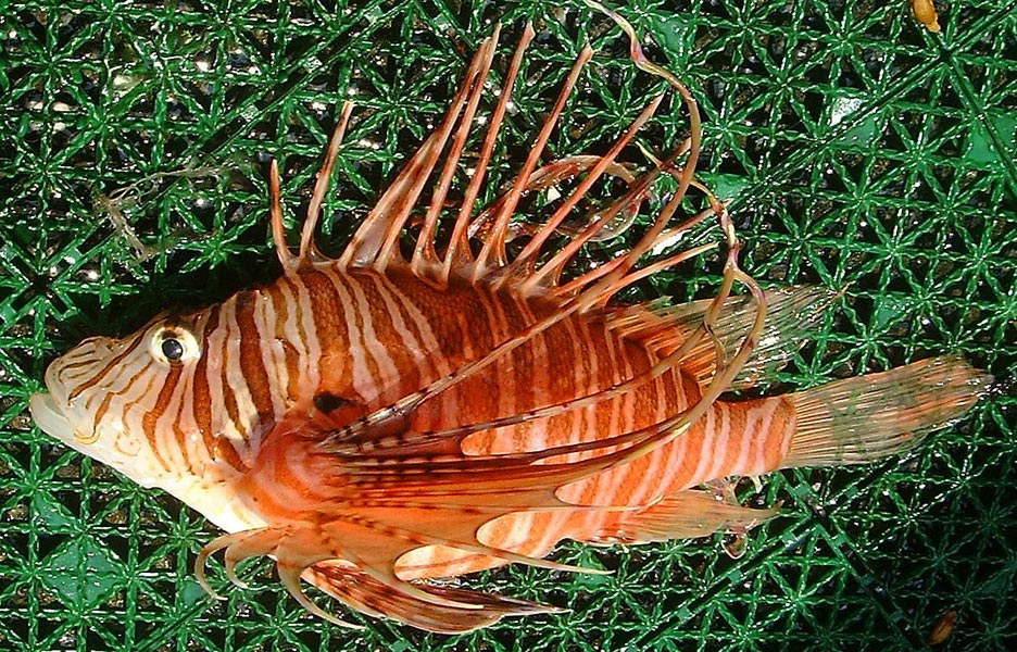 ミノカサゴ属の一種