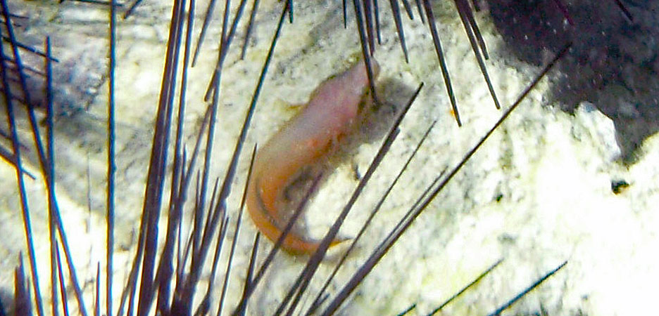 ミサキウバウオ