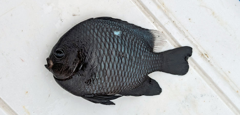 ミツボシクロスズメダイ