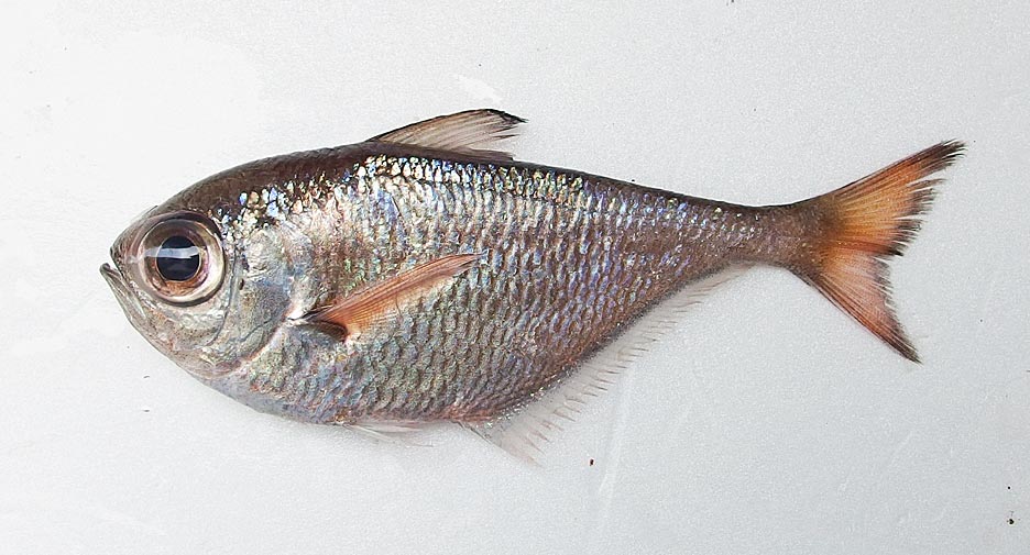 ミズホハタンポ