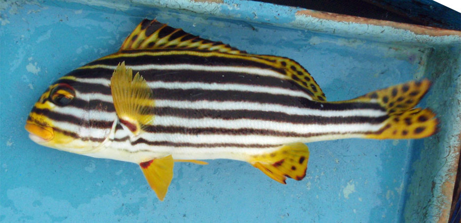 ムスジコショウダイ