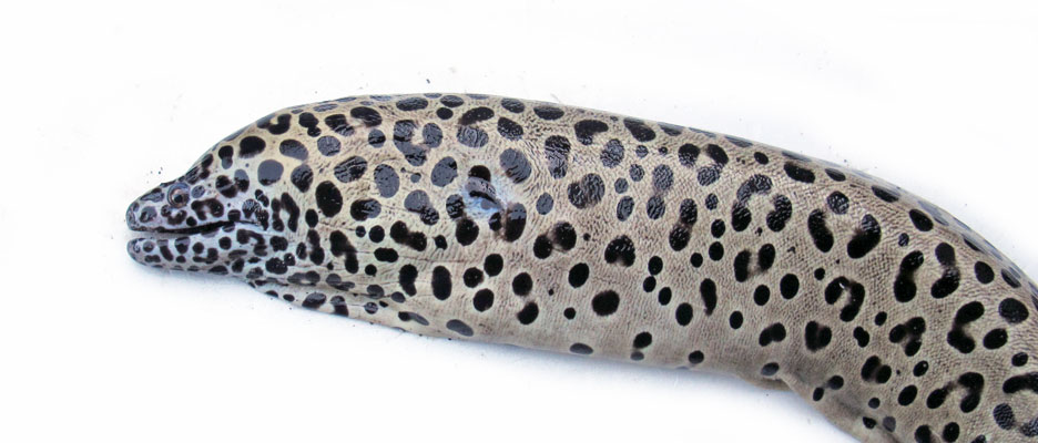 ニセゴイシウツボ