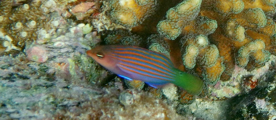 ニセモチノウオ