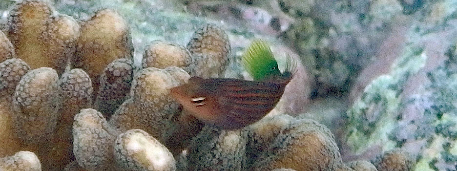 ニセモチノウオ