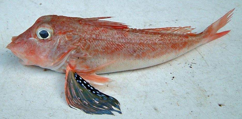 オニカナガシラ