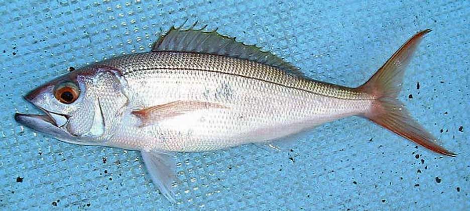 オオグチイシチビキ