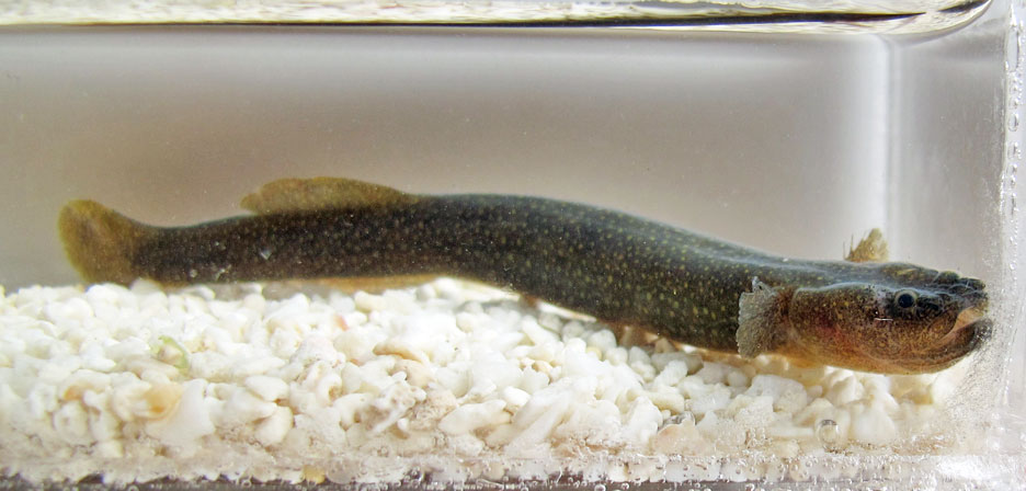 オオミミズハゼ