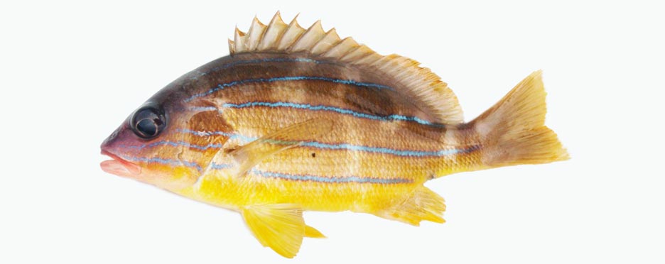 ロクセンフエダイ