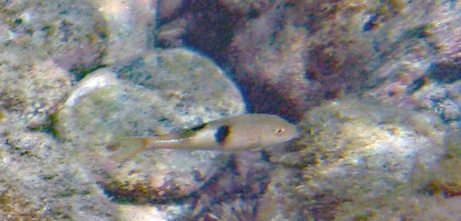 リュウキュウヒメジ